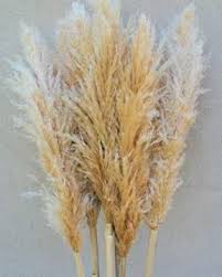 Dried Natural Pampas Grass Grass Decor Pampas Grass Dried Flowers