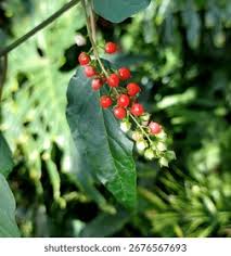 Image result for Petiveriaceae