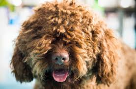We did not find results for: 13 Cute Dog Breeds With Curly Hair