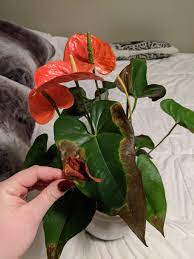I Bought This Beautiful Peace Lily A Few Months Ago And This Is Starting To Happen Im Very New To Plants So If Anyone Knows Why This Is Happening Please Let Me