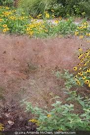 Image result for Eragrostis paradoxa