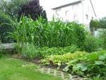 Mais Anbau Im Garten 1 Versuch Hausgarten Net