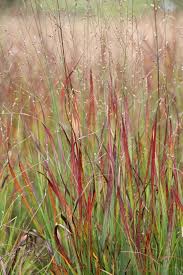 Image result for Panicum chionachne