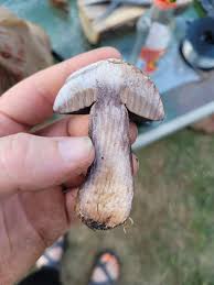 Image result for Sutorius eximius