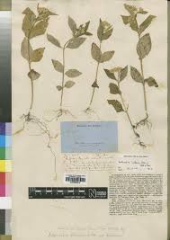 Image result for Senecio strictifolius