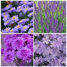 We continually update this database, so please bookmark it and check back weekly. 16 Purple Perennial Flowers For Stunning Flower Beds Sunny Home Gardens
