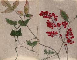 Image result for Smilacaceae