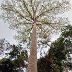 Image result for Terminalia superba