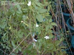 Image result for Ipomoea magnusiana