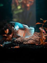 Cloudy eyes, inability to close their gills, raised scales, and bulging eyes are all signs of sickness in betta fish. Diagnosing Dropsy In Betta Fish Causes Symptoms And Cures