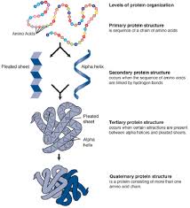 Mcat Biochemistry Review Summary Gold Standard Mcat Prep