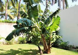 9 Best Trees To Plant In Tropical Zone 10