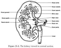 The body must excrete waste to maintain itself. Kidney Urinary System Coloring Page Chest Workout Routine Diy Valentines Day Gifts For Him Workout Programs
