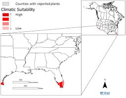 Image result for Vossia