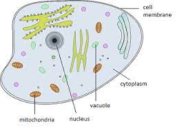 We did not find results for: Animal Cells Lesson For Kids Study Com