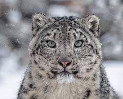 Photography Of Snow Leopards In Mongolia S Wild West Snow Leopard Snow Leopard Habitat Snow Leopard Names