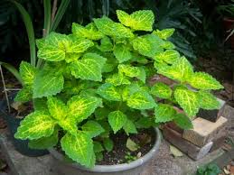 Image result for Coleus sylvestris