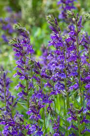 Lobelia X Gerardii Vedrariensis Lobelia Water Garden Plants Garden Flowers Perennials Plants