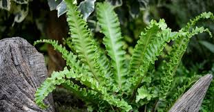 Image result for Asplenium hypomelas