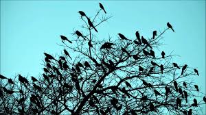 Birds Chirping In The Morning Sound Effect Pin On Relax Zenek