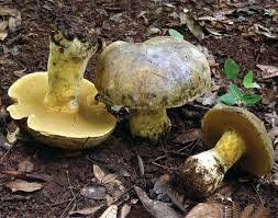 Image result for Uapaca sansibarica