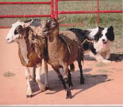 This can also be difficult at the same time because wrong ones would stay with your dog forever. 110 Powerful Names For Energetic Dogs From Chipper To Zipper Pethelpful