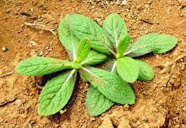 Image result for Neojeffreya