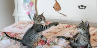Looking after a kitten 99%. Home With Your Cat Games To Play International Cat Care
