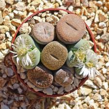 Image result for Lithops