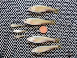 Fathead Minnows A Great Food Fish For New Ponds American Sport Fish