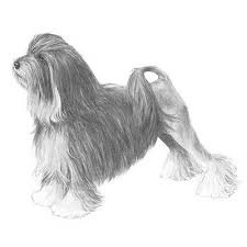 Gesellschafts und begleithunde sektio … deutsch wikipedia. Lowchen Dog Breed Information