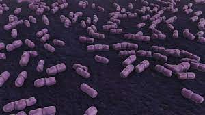 Under the microscope, listeria species appear as small rods, which are sometimes arranged in short chains. Some Listeria Bacteria Under The Stock Footage Video 100 Royalty Free 14367496 Shutterstock