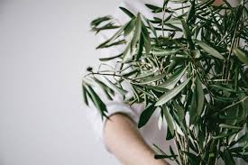 I know there are a couple of plants and trees that represent that but i was hoping if there are flowers. Five Meaningful Plants That Make Great Gifts Dossier Blog