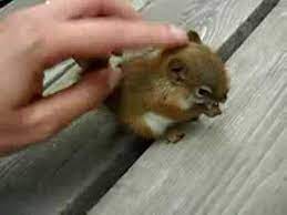Baby Squirrel Too Much Cuteness Baby Squirrel Cute Baby Animals Cute Animals