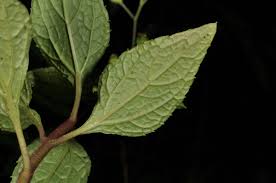 Image result for Adenostemma viscosum