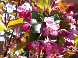 Download in under 30 seconds. Thunderchild Crab Apple Knippel Garden Centre