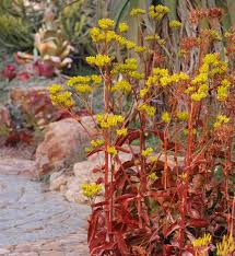 Image result for Kalanchoe sexangularis
