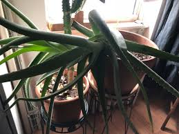 My cactus decided to grow sideways. Aloe Is Crooked And Growing Over The Edge Of The Pot