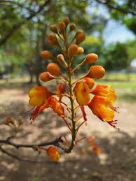 Image result for Erythrostemon