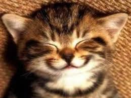 images?q=tbn:ANd9GcQAtim40KVYIbYqk0yjBzQMON47Reu1nVl3im2GDnd3gTHPeajN