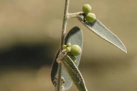 Image result for Cocculus hirsutus