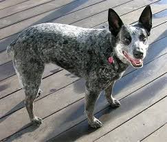 But you know us, nothing is as simple as all that. Stumpy Tail Cattle Dog Breed Information And Pictures