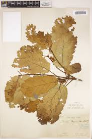 Image result for Sterculia tragacantha