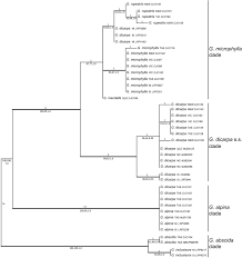 Image result for Gleichenia elongata