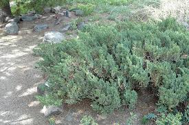 San Jose Juniper Juniperus Chinensis San Jose At The Mustard Seed In 2020 Evergreen Shrubs Plants Front Garden