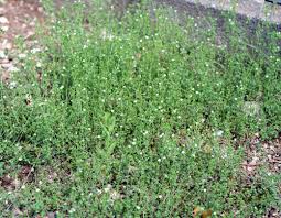 Image result for Cliffortia serpyllifolia