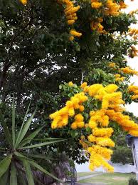 Image result for Combretum cinereopetalum