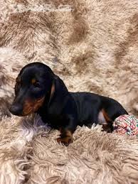 Image result for jezevčík hladkosrstý