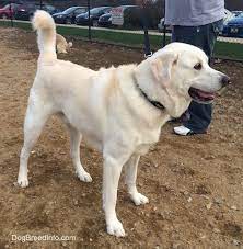 This is because these types of dogs love to be around. Pyrador Dog Breed Information And Pictures