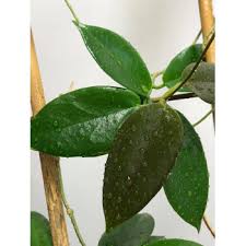 Cutting ( unrooted ) : Hoya Macgillivrayi Mount Tozer Hoyapassion